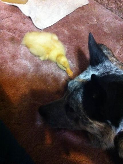 Teddy with the duckling